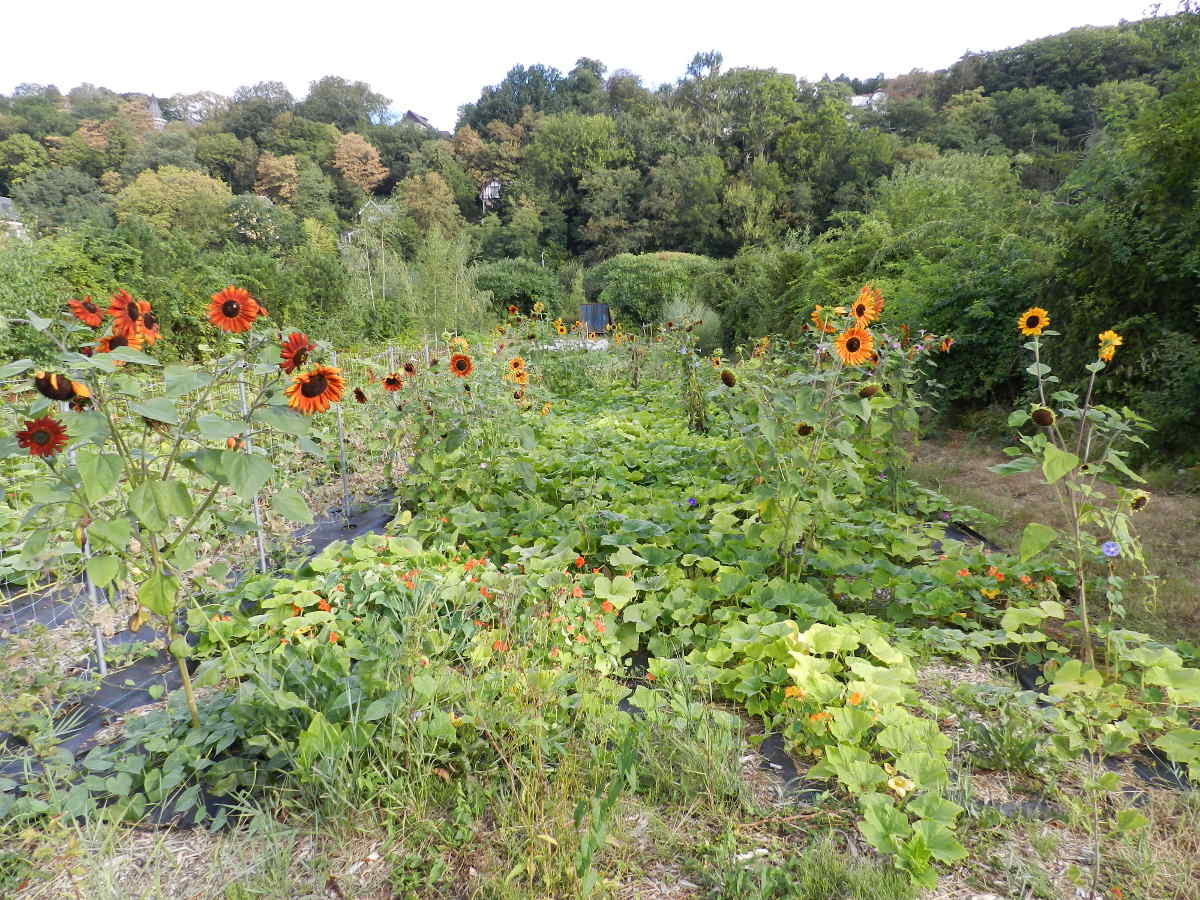 les courges sous les fleurs