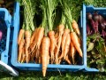 carottes9